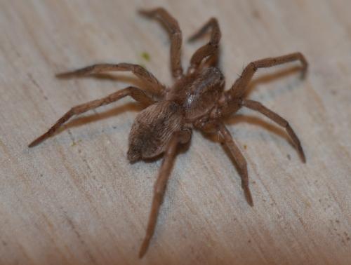 Drassodes sp.